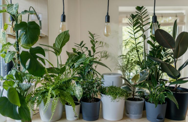 Best Indoor Plants for Keeping Your Nairobi Apartment Fresh.