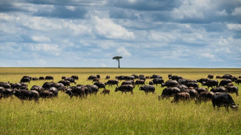 Maasai Mara Tours, Kenya: Explore Safari