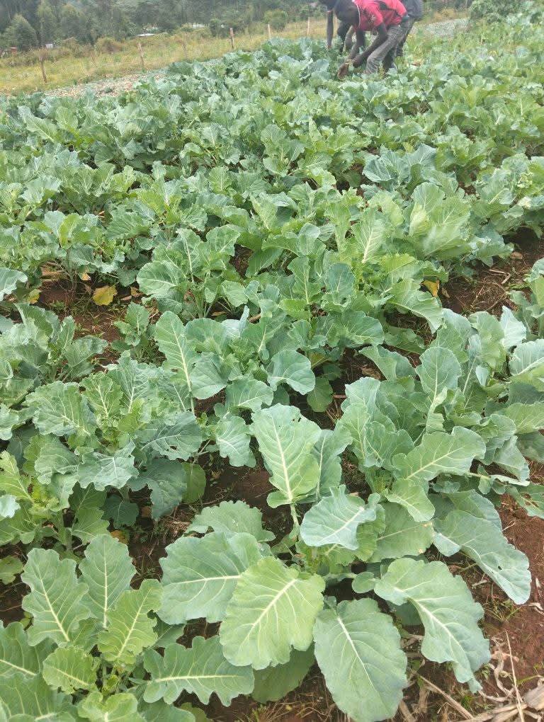 Start a Small Home Garden in Kenya