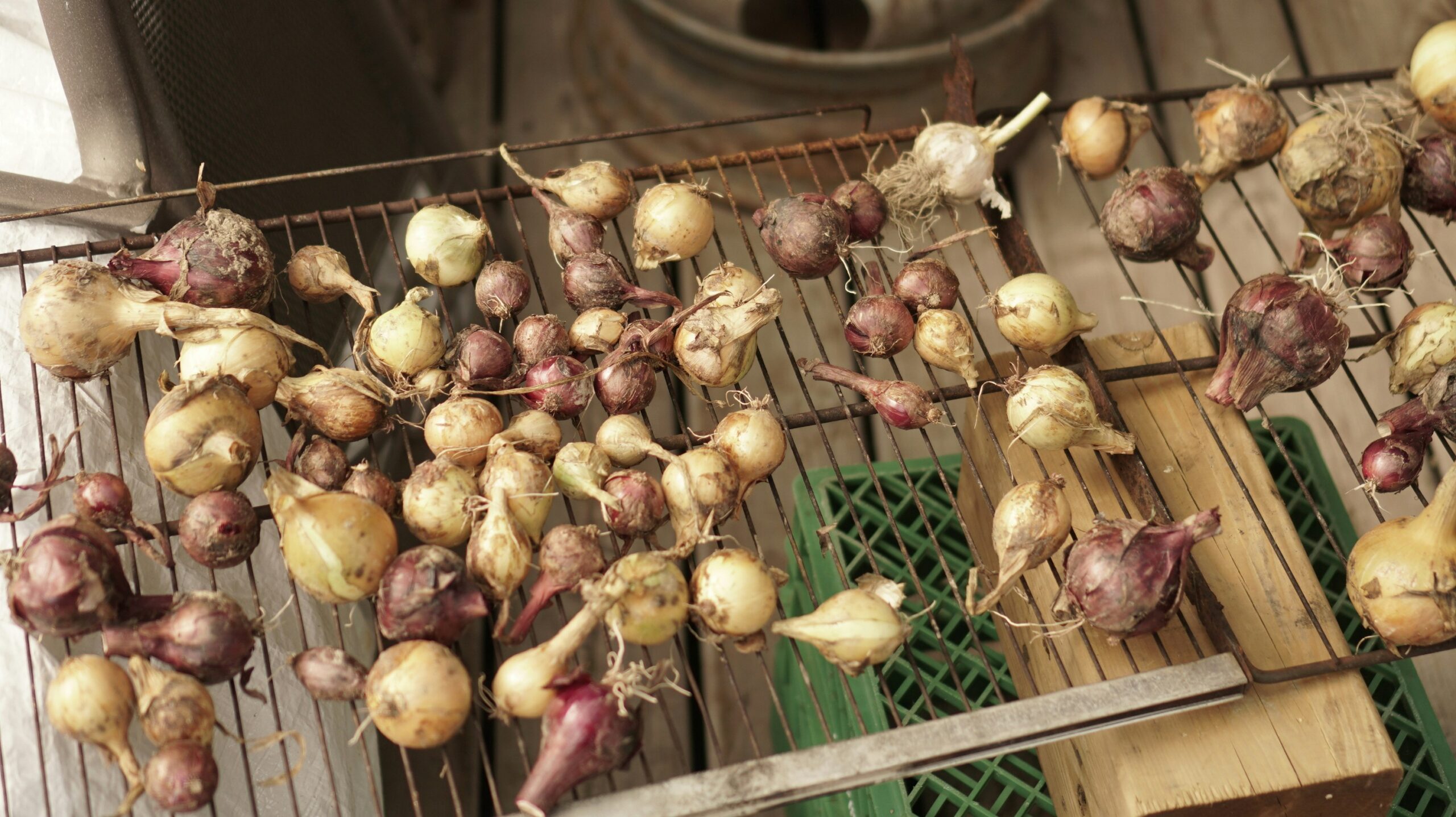 Start a Small Home Garden in Kenya